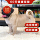 帥帥名寵 北京犬舍  純種 巴哥犬純種幼犬哈巴狗活 短毛小奶狗 寵物級
