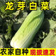 云南新鮮現(xiàn)拔龍牙白菜時(shí)令蔬菜龍芽菜供港農(nóng)家菜綠色青菜火鍋涮菜 3斤