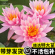 臨雅睡蓮水培植物四季戶外水養(yǎng)水蓮花花卉荷花種孑帶花苞耐寒睡蓮根塊 睡蓮【科羅拉多】3棵裝 不含盆