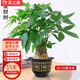 沭之美大型綠植室內盆栽 獨桿發(fā)財樹(shù)40-50厘米高+福字塑料原盆 源頭直發(fā)