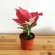 急兔吉利紅土培水培植物中國紅桌面花卉植物盆栽/吉利紅原盆源頭直發(fā)