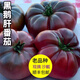 山東壽光特產(chǎn)老品種西紅柿黑鵝肝番茄沙瓤牛排大柿子新鮮現摘順豐 3斤 黑鵝肝番茄【順豐速運】