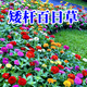 碧鼎花種子四季易種開花百日草庭院野花組合室外菊花花草花籽種子花卉 矮桿百日草【1斤裝】