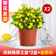 綠有意虎刺梅盆栽大花老樁帶花苞陽(yáng)臺室內外花卉植物鐵海棠四季開(kāi)花綠植 【黃花】虎刺梅*1盆+肥料【原盆】 含盆