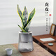 佰花錦金邊虎皮蘭盆栽好養(yǎng)常青綠植好養(yǎng)矮腳花卉室內(nèi)客廳辦公室耐旱 【懶人專屬】金邊虎皮蘭+繁星吸水盆 整體高度約25-35cm
