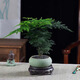 佰花錦新中式文竹桌面盆栽綠植辦公室客廳盆景茶臺臥室好養綠植花卉植物 【送圓底座】文竹+陶瓷磨砂綠盆+黑沙鋪面 20-30cm