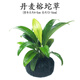 魚(yú)缸活體水草造景淡水植物水族箱裝飾真草水下中后景自動(dòng)沉底 丹麥榕坨草