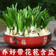 黎昕【養好含陶瓷盆】漳州水仙花種球已養護春節送禮盆栽辦公室年宵花 【養好帶陶瓷盆】紅福20cm（單復混合）