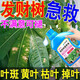艾尚棵發(fā)財樹營養(yǎng)液葉子發(fā)黃掉葉根部腐爛養(yǎng)花專用肥料植物通用營養(yǎng)液 發(fā)財樹營養(yǎng)液 500ml 1桶