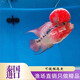 漪方羅漢魚(yú)活體泰國起頭成魚(yú)鴻運進(jìn)口精品爆頭觀(guān)賞馬騮金花火鳳熱帶魚(yú) 鴻運羅漢魚(yú)苗2-3cm1條