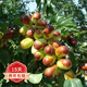 歐悟棗子樹(shù)苗 嫁接棗樹(shù)苗 大棗苗南方北方種植盆栽地栽庭院陽(yáng)臺果樹(shù)苗 無(wú)核脆棗 兩年小苗