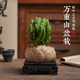 創(chuàng)享綠洲禪意蓮花盆萬重山仙人掌多肉植物花卉綠植盆栽陽臺四季好養(yǎng)易活 萬重山蓮花盆+黃金沙+方底座
