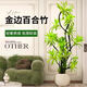 嘆為觀止大型盆栽金錢榕百合竹金錢樹發(fā)財樹清香木辦公室內(nèi)落地款中型植物 金邊百合竹1.2-1.4米【聚寶盆】 含盆