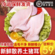 豬耳朵新鮮冷凍農家土豬耳生鮮豬肉鹵肉涼拌菜食材豬耳片耳尖 帶根豬耳朵2斤