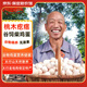 桃木疙瘩新鮮柴雞蛋正宗土雞蛋無抗生素谷糧喂養(yǎng)白皮雞蛋走地雞散養(yǎng)土雞蛋 谷物柴雞蛋40枚/盒*1