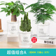 花翁花卉盆栽綠植水培【超值3盆】發(fā)財樹(shù)+萬(wàn)重山+文竹源頭直發(fā)