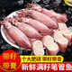 鮮拔頭籌 筆管魚(yú)1000g 海兔子 滿(mǎn)籽籽烏鮮活冷凍海兔子帶籽火鍋 筆管魚(yú) 1000g(凈重)