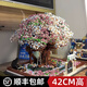 櫻花樹屋兼容樂高積木MOC拼裝玩具成人高難度巨大型女孩生日禮物 雪粉花樹屋+莊園燈光+防塵罩