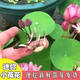 花下賞蝶微型碗蓮根莖小型荷花種藕帶芽發(fā)貨四季開(kāi)花易成活陽(yáng)臺庭院蓮花 w20混色 微型碗蓮【藕根帶芽】5顆