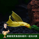 云峰海瑞清潔魚(yú)活體熱帶魚(yú)觀(guān)賞魚(yú)水族寵物工具魚(yú)垃圾魚(yú)老鼠魚(yú)魚(yú)缸除藻 黃金胡子大帆3條（3-5厘米）