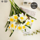 黛莉森 假花 仿真花 高檔3頭水仙花客廳餐桌花束家居裝飾臥室插花會(huì )議室辦公室茶幾擺件拍攝道具花束套裝 白黃芯-5枝