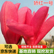 玉蘭樹苗紫玉蘭苗紅玉蘭黃玉蘭樹苗 嬌紅一號玉蘭花苗玉蘭苗庭院綠化樹苗 嬌紅玉蘭 3公分粗（開花苗）