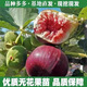 無(wú)花果樹(shù)果苗特大果矮化盆栽波姬紅南方北陽(yáng)臺種植當年結果新品種 無(wú)花果苗 四年大苗