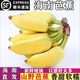 永生厚【順豐速運(yùn)】正宗海南芭蕉2.5kg新鮮水果5斤凈重野生芭蕉 芭蕉2.5kg