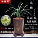 華香園春蘭老八種【宋梅】蘭花苗濃香型養(yǎng)蘭入門(mén)室內(nèi)耐陰綠植花卉 宋梅5苗帶盆(棕直筒)帶花苞