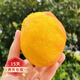 歐悟特大黃金蜜桃樹苗 嫁接蜜桃苗 桃子樹苗 盆栽地栽庭院陽臺果樹苗 三年苗