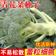 種菜記 西蘭花種子青花菜早熟雜交種先正達曼陀綠碧玉西蘭花綠菜花籽 青花菜200粒