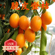 歐悟大果脆皮桔金桔苗嫁接金錢(qián)桔苗金桔橘子樹(shù)苗盆栽地栽南北方果樹(shù)苗 6年結果多