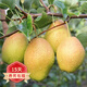 歐悟正宗新疆香梨樹(shù)苗嫁接庫爾勒香梨樹(shù)苗 南北方種植盆栽地栽果樹(shù)苗 3年小苗