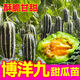大菜鄉甜脆博洋九甜瓜秧苗帶土球羊角蜜綠寶石甜瓜種子四季庭院種植高產(chǎn) 博洋九甜瓜苗6顆+1包肥