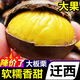 黃六爺 河北遷西大板栗5斤毛栗子生新鮮批發(fā)旗艦店錐栗高山板栗仁生板栗 1斤大果【粉糯香甜】約45個