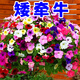 碧鼎矮牽牛種子四季易種花種子室外開花垂吊庭院花籽盆栽花草花卉種子 矮牽牛種子1000粒+肥