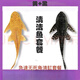 清道夫淡水清潔魚缸糞便熱帶冷水耐活觀賞爬巖鰍金苔鼠除青苔除藻 黃+黑18-20各一條