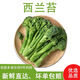 新鮮蔬菜新鮮西蘭苔 蘭花苔 青花西藍苔青花菜嫩綠香甜 500g