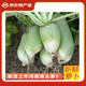 懷幫之佳【信陽(yáng)農特產(chǎn)館】固始新鮮青蘿卜脆甜清脆水嫩 5斤 蘿卜