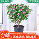 萌肉居金邊瑞香觀花植物盆栽好養(yǎng)庭院陽(yáng)臺(tái)植物/金邊瑞香原盆土源頭直發(fā)