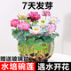 京悠雨德國碗蓮種子水培植物客廳室內好養荷花盆栽四季開(kāi)花睡蓮花苗濃香 混色碗蓮【7天發(fā)芽】30顆+營(yíng)養液+包發(fā)芽 含盆
