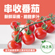 褚系嚴選【順豐】枝純串收番茄 新鮮小西紅柿圣女千禧果 時(shí)令孕婦水果蔬菜 小番茄198g*4盒 792g 【嘗鮮】