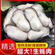 生蠔肉 高品質(zhì)新鮮生蠔肉鮮活現(xiàn)剝?nèi)ずｕr即食海蠣子牡蠣 去殼生蠔肉10斤裝
