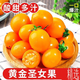 京源采現摘圣女果小番茄5斤西紅柿新鮮水果酸甜櫻桃番茄孕婦產(chǎn)地直發(fā) 黃金圣女果 凈重5斤（精品果）