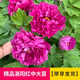 臨雅牡丹花樹(shù)苗盆栽大苗洛陽(yáng)正宗帶花苞牡丹花種四季重瓣花卉牡丹花苗 牡丹【洛陽(yáng)紅】10芽大苗