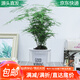 急兔文竹盆栽水培土培綠植桌面植物易活四季常青花卉含早安盆源頭直發(fā)