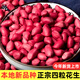 大禹花生種子原種新品種紅皮產(chǎn)高農(nóng)科院黑花生種籽批發(fā)四粒山東本地 四粒紅花生種子3斤（不帶殼）
