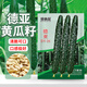 貝意品黃瓜種籽大全高產(chǎn)黃瓜種子德亞黃瓜種孑滿(mǎn)地爬陽(yáng)臺水果黃瓜苗四季