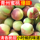 山東新鮮現(xiàn)摘脆甜青州蜜桃 5-6斤 5-6斤