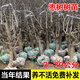 阿木木特大果棗樹(shù)苗 嫁接棗子樹(shù)苗庭院陽(yáng)臺盆栽地栽果樹(shù)苗南方北方種植 10年苗【結滿(mǎn)樹(shù)都是果】留言品種 75cm-150高度左右